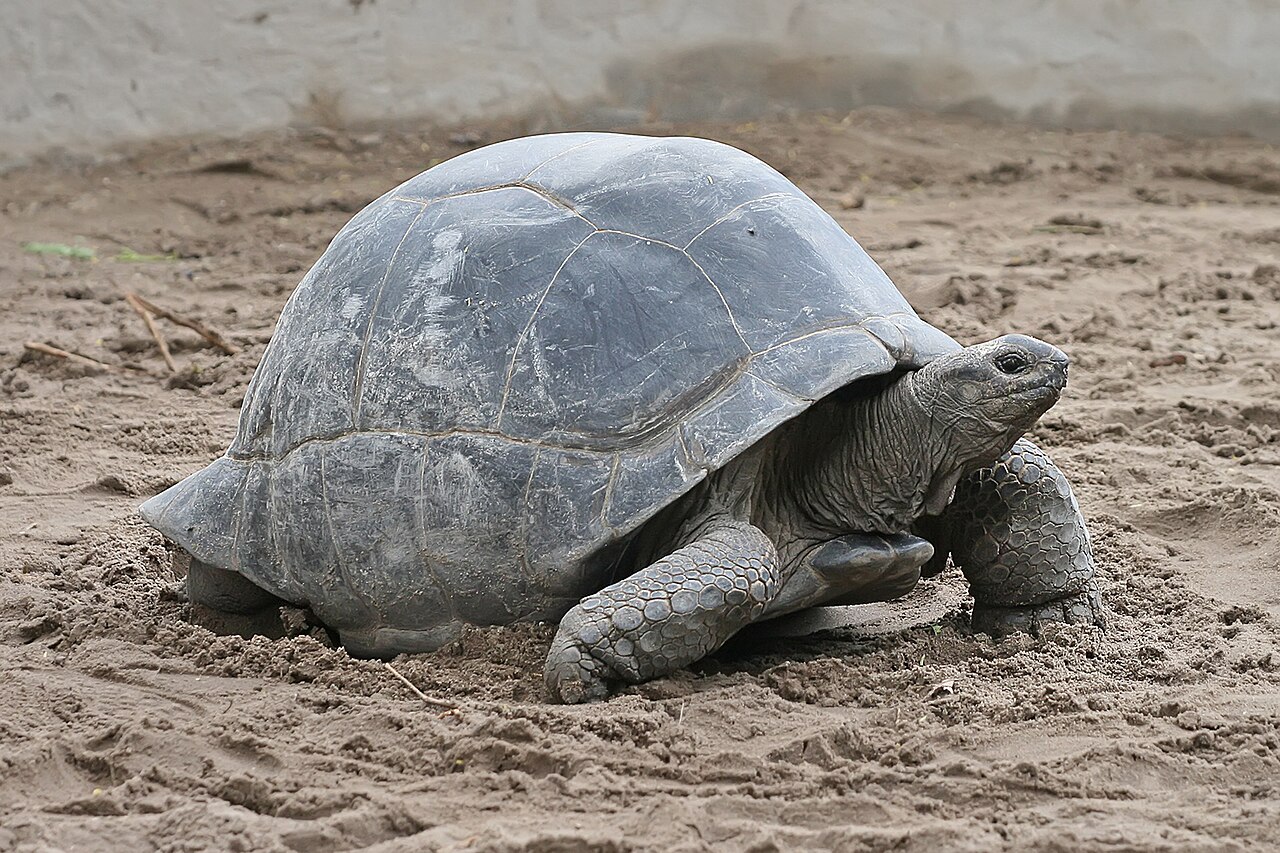 Tortue géante d'Aldabra