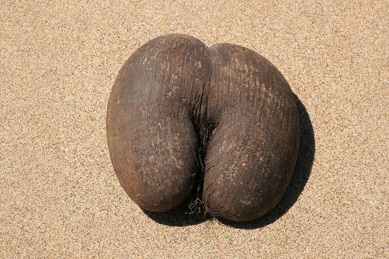 Flore et faune, Seychelles