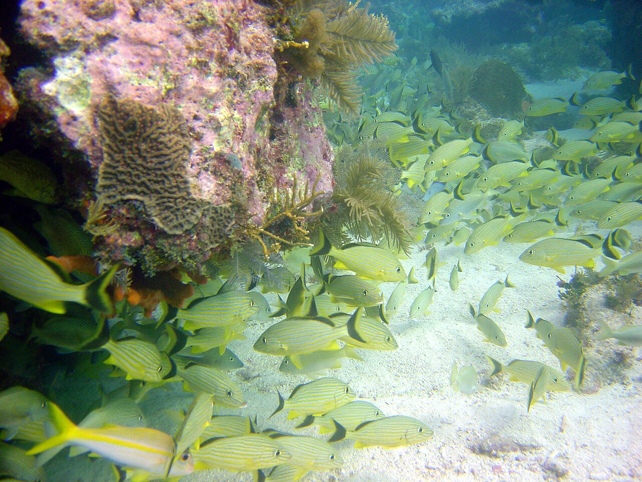 Banc de poissons sur un récif