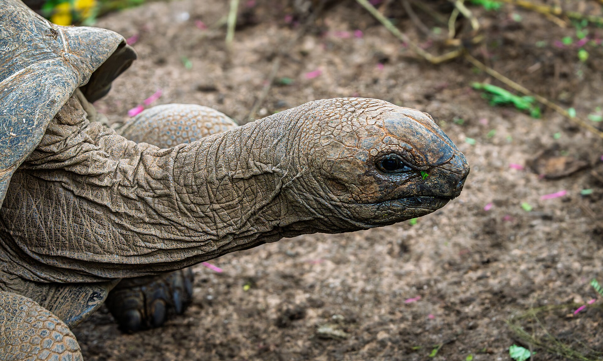 Aldabra, Seychelles