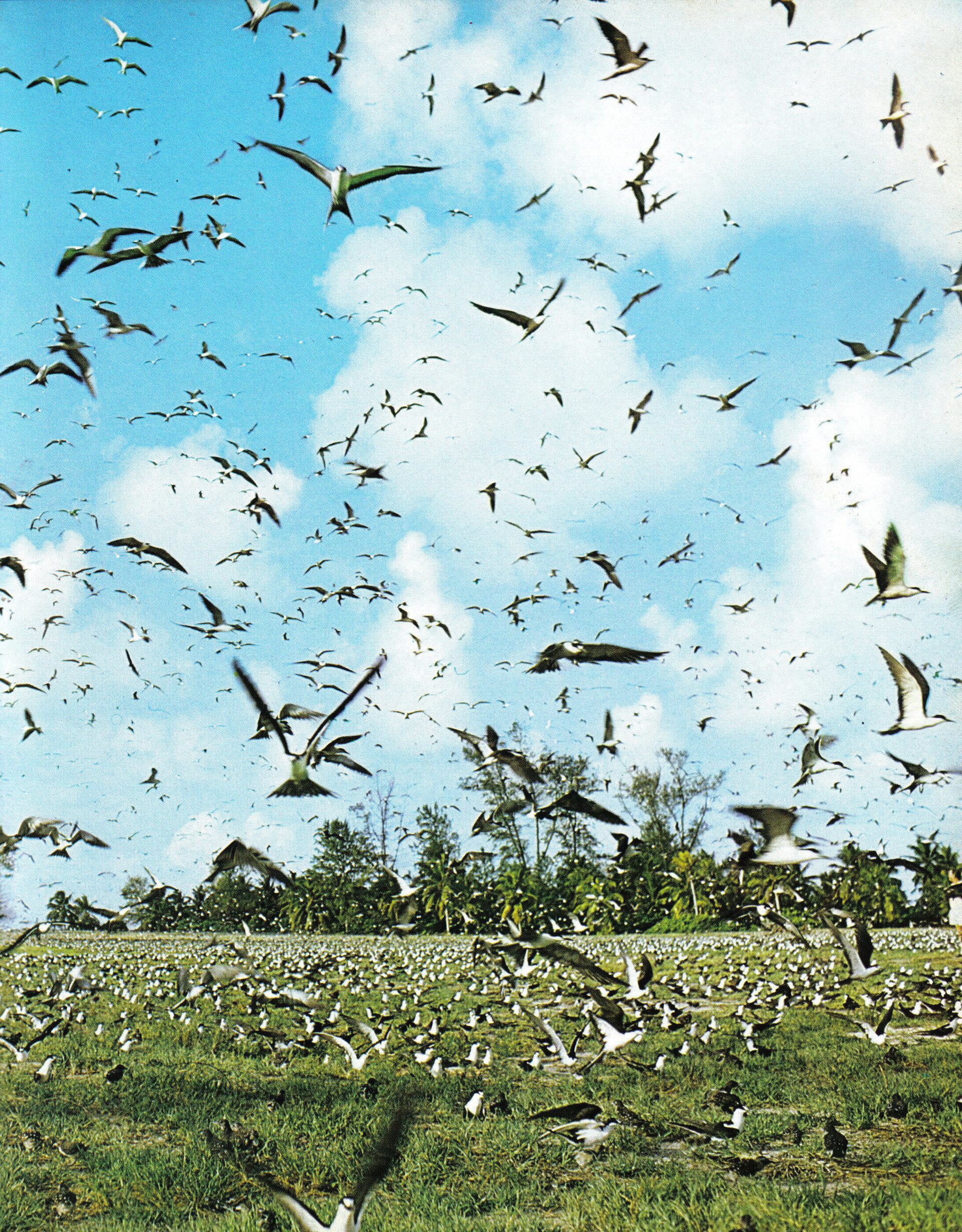 Bird Island, Seychelles