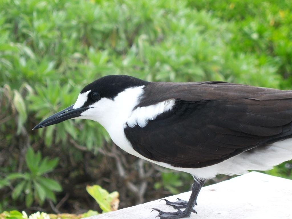 Bird Island