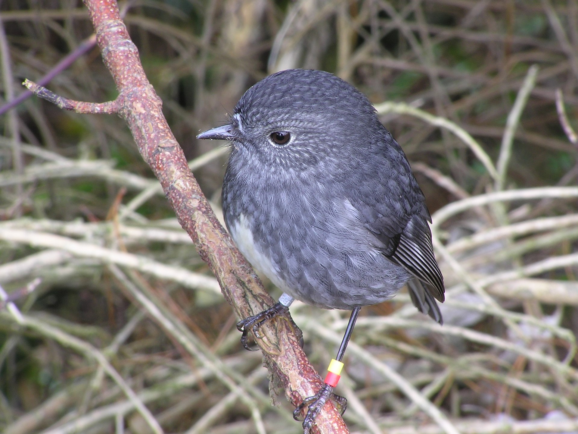 North Island