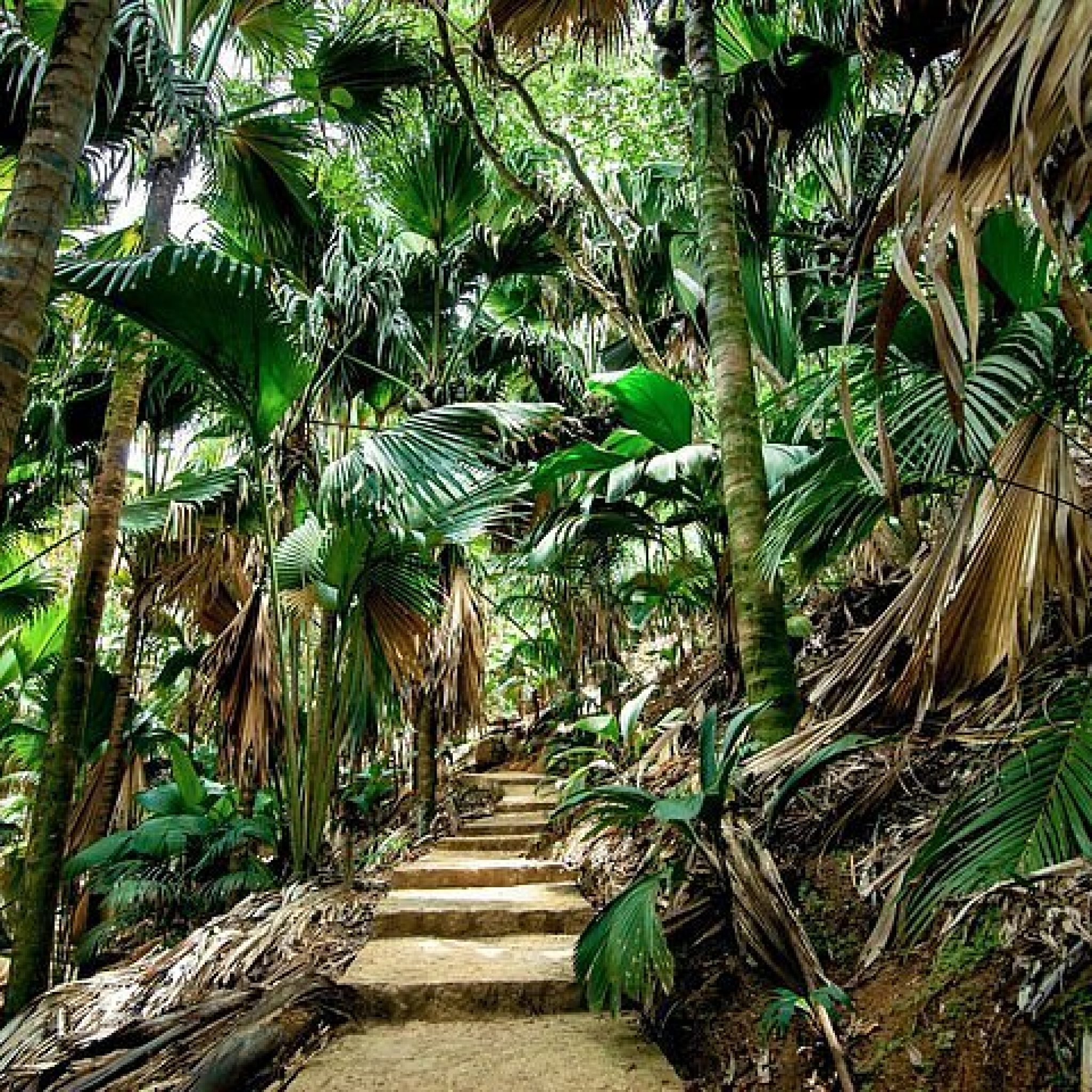 Forêt de coco de mer de la Vallée de Mai, Praslin
